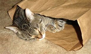 Image result for Kitten Hiding