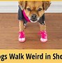 Image result for shoes for dogs
