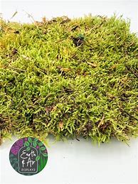 Image result for Growing Sheet Moss