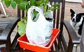 Image result for Potatoes Shopping Bag