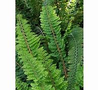 Image result for Polystichum setiferum Nantes