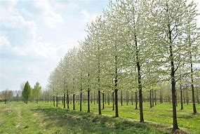 Image result for Prunus avium Plena