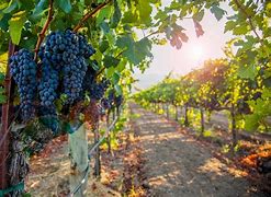 Image result for Grape Vineyard