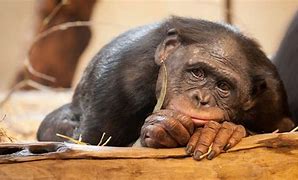 Image result for Sad Ape