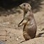 Image result for Prairie Dog Looking Animals