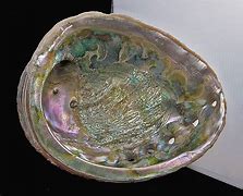 Image result for Large Abalone Shell