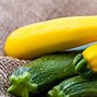 Image result for Growing Yellow Squash in Containers