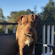 Image result for Red Nose American Pit Bull Terrier