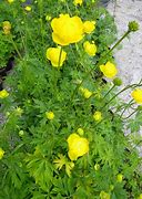 Image result for Trollius europaeus