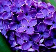 Image result for Purple Colored Flowers