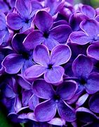 Image result for Violet Color Flowers