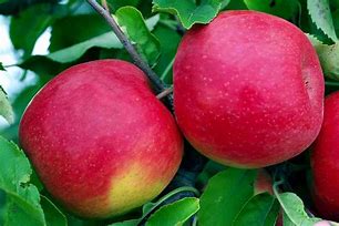 Image result for Red Delicious Apple Fuji