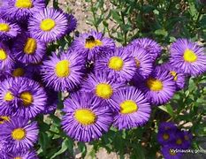 Image result for Erigeron Dominator