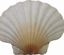 Image result for Shell No Background