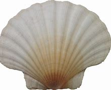 Image result for Coquillage PNG