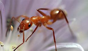 Image result for Ant Animal