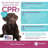 Image result for Animal CPR Chart