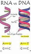 Image result for DNA and RNA Comparison Chart