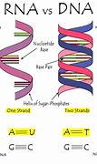 Image result for DNA vs RNA Nucleotide