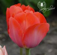 Image result for Tulipa Orange van Eijk