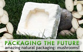 Image result for Invvovative Mushroom Packaging