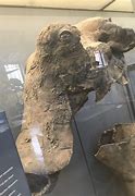 Image result for Mummified Woolly Mammoth