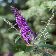 Image result for Buddleja davidii Psychedelic Sky