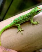 Image result for Large Gecko