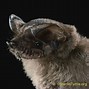 Image result for Margaret Bat