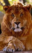 Image result for ligers largest cats