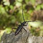 Image result for Fighter Cricket Insect