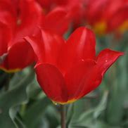 Risultato immagine per Tulipa Duc van Tol Max Cramoisie