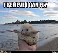 Image result for You Can Do It Funny Animal Meme