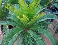Image result for cycas