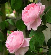 Image result for Rosa (K) Constance Spry