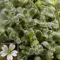 Resultado de imagen de Cerastium alpinum lanatum