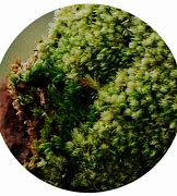 Image result for Cool Moss