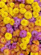 Image result for Floral Background Stock Photos