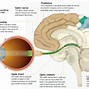 Image result for Seeing Eye Pictures