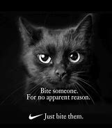 Image result for Most Funny Cat Memes