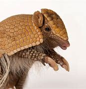 Image result for Armadillo Look Alike