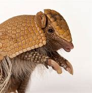 Image result for Armadillo Sitting