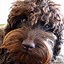 Image result for Labradoodle Puppy
