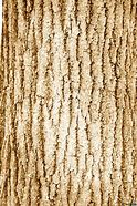 Image result for Brown Tree Back Texture