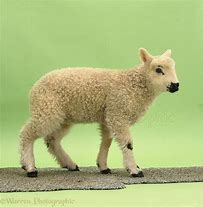 Image result for Tudor Lamb