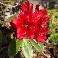 Image result for Rhododendron (F) Elizabeth