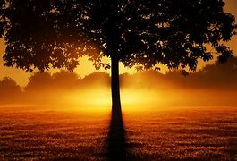 Image result for Silhouette Nature Photography
