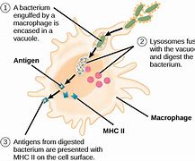 Image result for Macrophage as Antigen-Presenting Cell