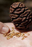 Image result for Giant Sequoia Tree Seeds