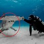 Image result for Hammerhead Shark Mouth